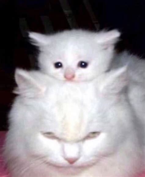 Top 100+ Cursed Cat Images || Cursed Cat Photos || Cursed Cat Pictures ...