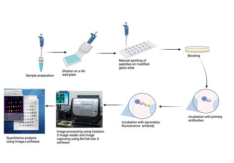 Peptide Microarray Applications 的图像结果