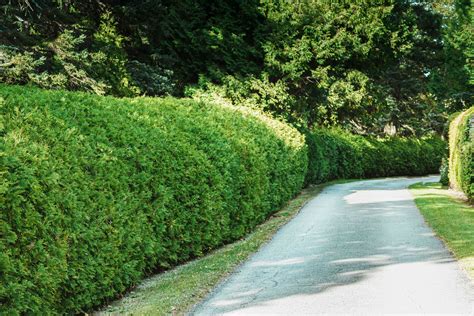 Evergreen Shrubs For Hedges