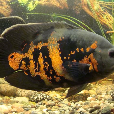 Fish Eating Another Fish