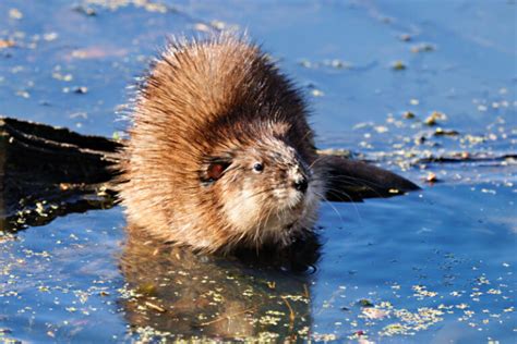 Image result for Muskrat Hunting