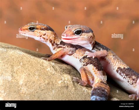 Fat-tailed gecko, African Fat-tailed Gecko (Hemitheconyx caudicinctus ...