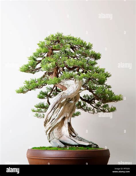 Juniperus californica, California Juniper, bonsai tree Stock Photo - Alamy