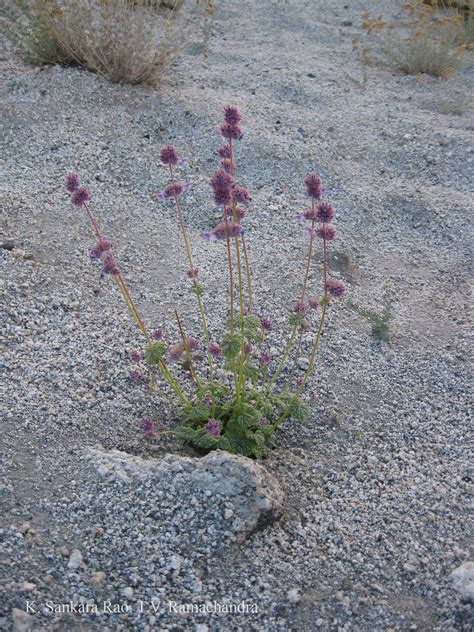 India Flora Online