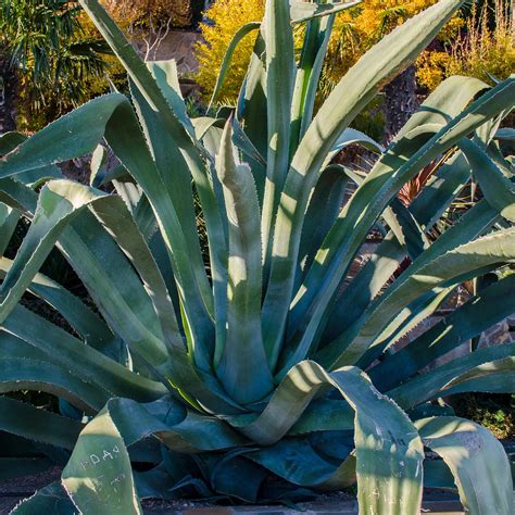 Century Plant Agave