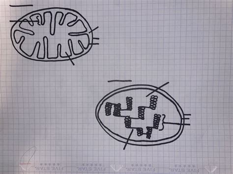 Image result for Bio Chapter 4 Quiz