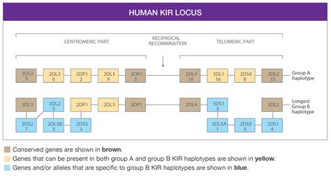 LIFECODES KIR Genotyping | Efficiently Identify KIR Alleles | Immucor