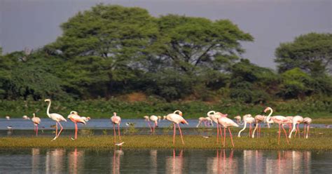 15 Best Wildlife Sanctuaries In Gujarat For The Nature Lovers In 2026!