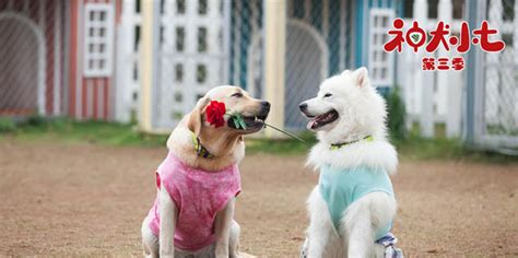 【图】神犬小七第三季什么时候播出 阿拉蕾陈思成也加盟_秀目网