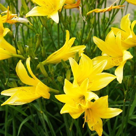 Yellow Daylilies