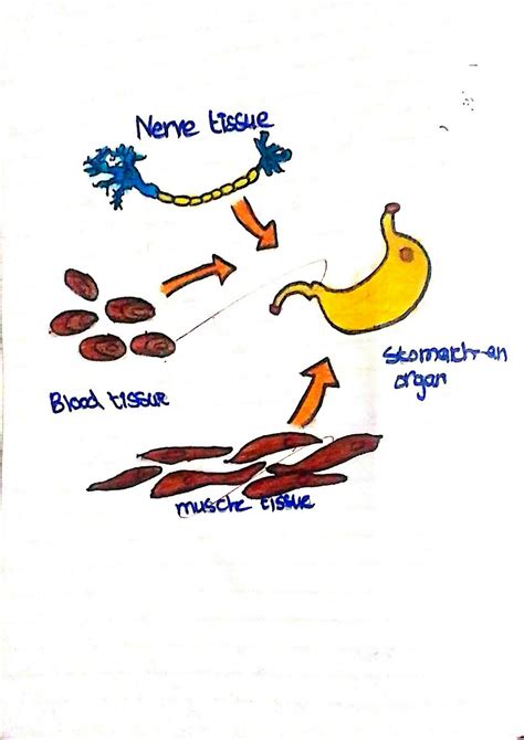 Class 6 Science Notes 的图像结果