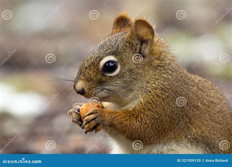 American Red Squirrel is Eating a Mushroom on the Ground in the Garden ...