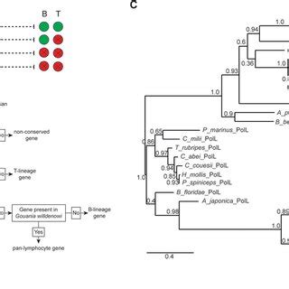 Image result for Lymphocyte Lineage Tree