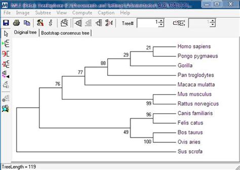 如何用mega分析进化树，，高分求啊。。。_百度知道