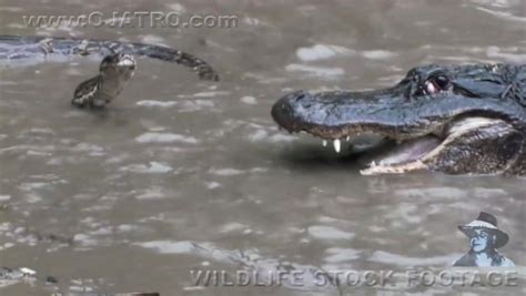 Image result for Amazing Python Fights