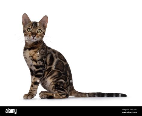 Black Spotted Bengal Cat Gorgeous Spotted Bengal Cat Black Background
