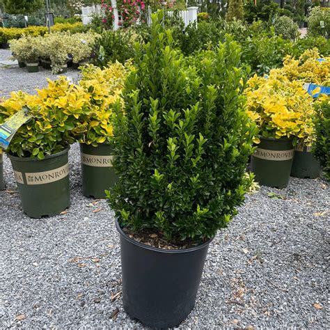 Euonymus - Green Spire - 5 gallon