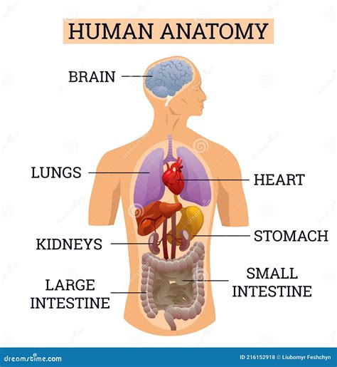 Internal Organs of Human Body. Medical Info Graphics, Education Scheme Concept of Anatomy System ...