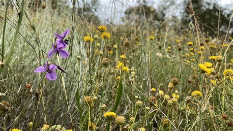Temperate Grassland Flowers Twilight Zone – Botanics Stories
