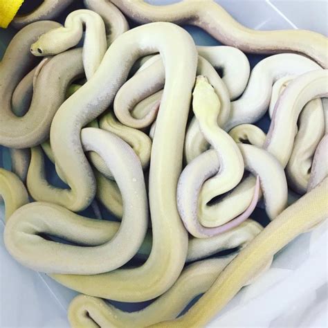 Ivory Burmese Python 的图像结果