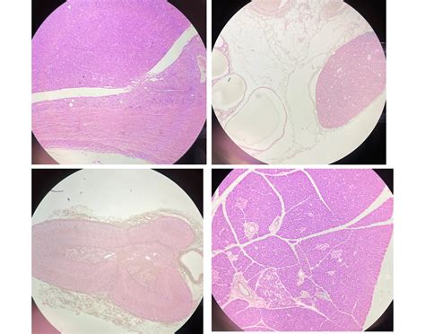 BIOL A112L- Lab #1 Histology Quiz
