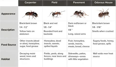 Types Of Biting Ants at Susan Kinney blog