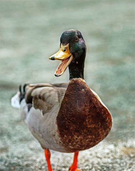Funny Duck Names ~ 300+ Names That Will Quack You Up