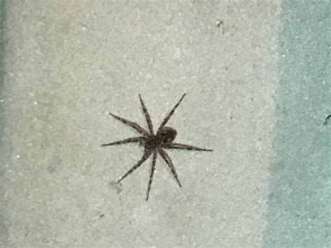 Dolomedes tenebrosus (Dark Fishing Spider) in Troy, Michigan United States