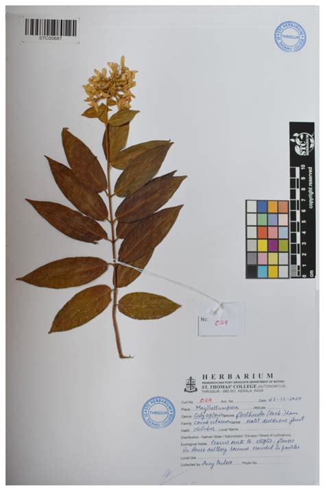 Calycopteris floribunda (Combretaceae) – STC HERBARIUM