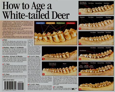 Deer Tooth Aging Chart