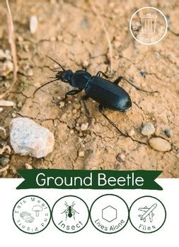 Image result for Bug Sorting