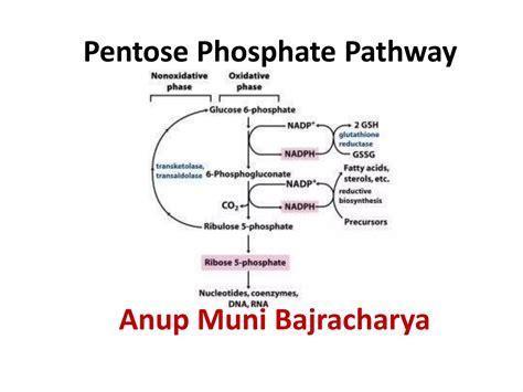 Pentose phosphate pathway (Hexose Monophosphate Pathway) | PDF