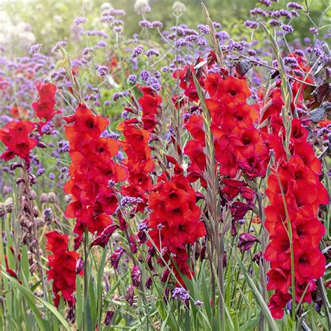 7 Summer-Blooming Bulbs To Plant In Spring For Maximum Color ...