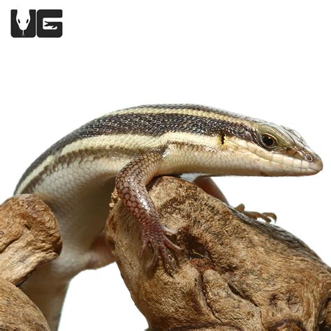 Skinks For Sale - Underground Reptiles