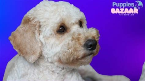 Image result for Cheap Cockapoo