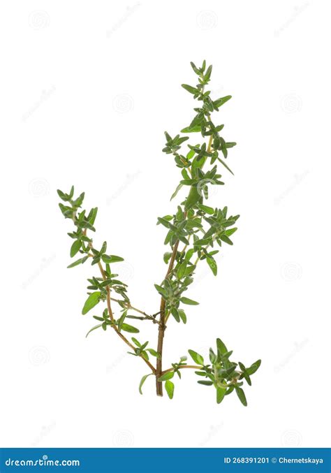 Fresh Green Thyme Sprig Isolated on White Stock Image - Image of green ...