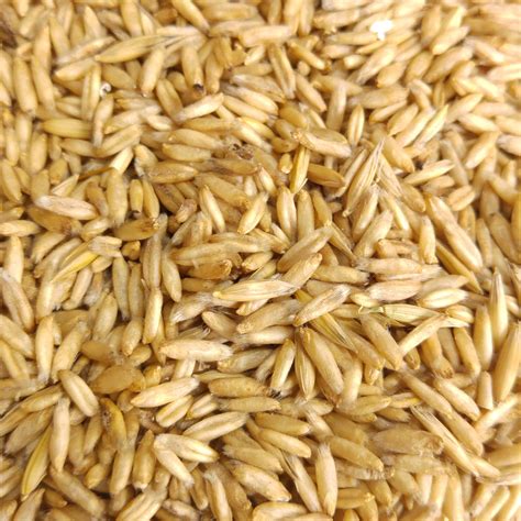 Can You Eat Whole Grain Oats On Passover at Nu Brockett blog