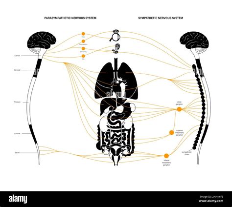 Autonomic nervous system, illustration Stock Photo - Alamy