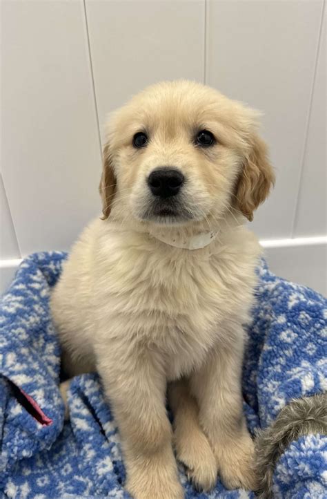 Golden Retriever Puppies | Select A Puppy™