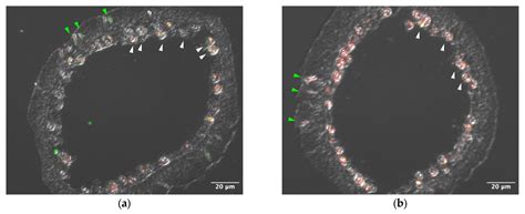 A Lectin AtTL-2 Obtained from Acropora aff. tenuis Induced Stimualation ...