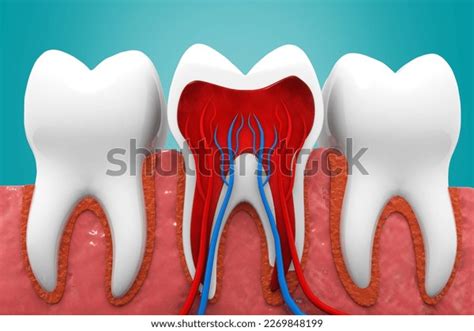 Image result for Tooth Structures