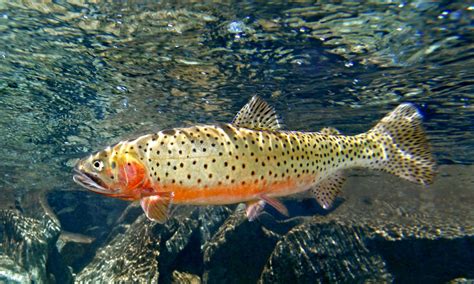Greenback Cutthroat Trout In The Water