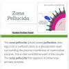 match the following columnscolumn 1A) Spermatogenesis(B) ProgesteroneC ...