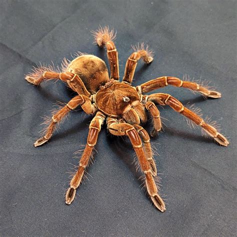 Full Size Goliath Bird Eating Spider Beginner's Guide To The