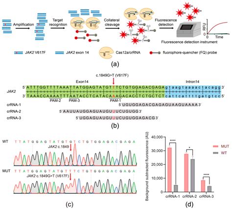 CRISPR/Cas12a-Based Ultrasensitive and Rapid Detection of JAK2 V617F ...