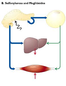 Diabetes India - Diabetes Oral Hypoglycemic Agents