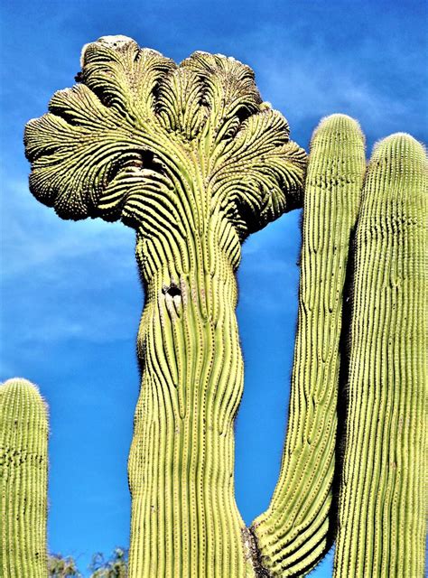 7 Places To Find The Rare And Unusual Crested Saguaro In Arizona Tucson ...