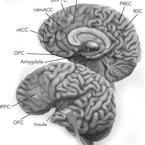 Image result for Depression Amygdala Prefrontal Cortex