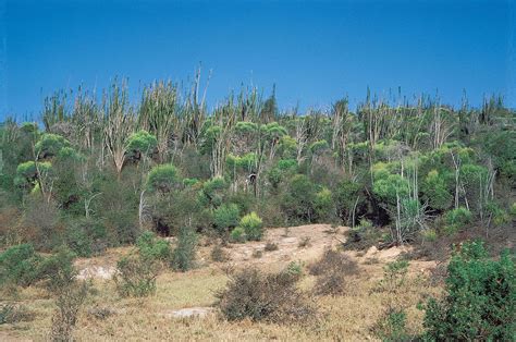 Madagascar - Tropical, Humid, Rainforest | Britannica