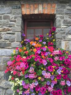fiori da davanzale pin di pisola pis su fiori fiori da balcone fioriere fiori da davanzale pin di pisola pis su fiori fiori da balcone fioriere